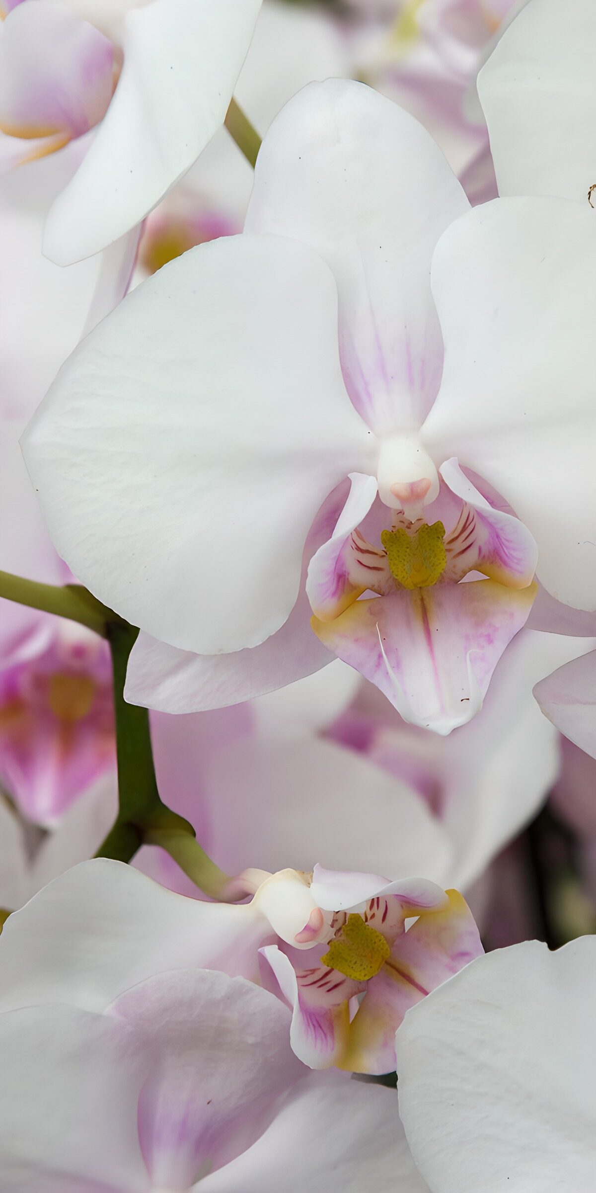 PDGIT6317717: Orchidee bianche e rosa in luce soffusa