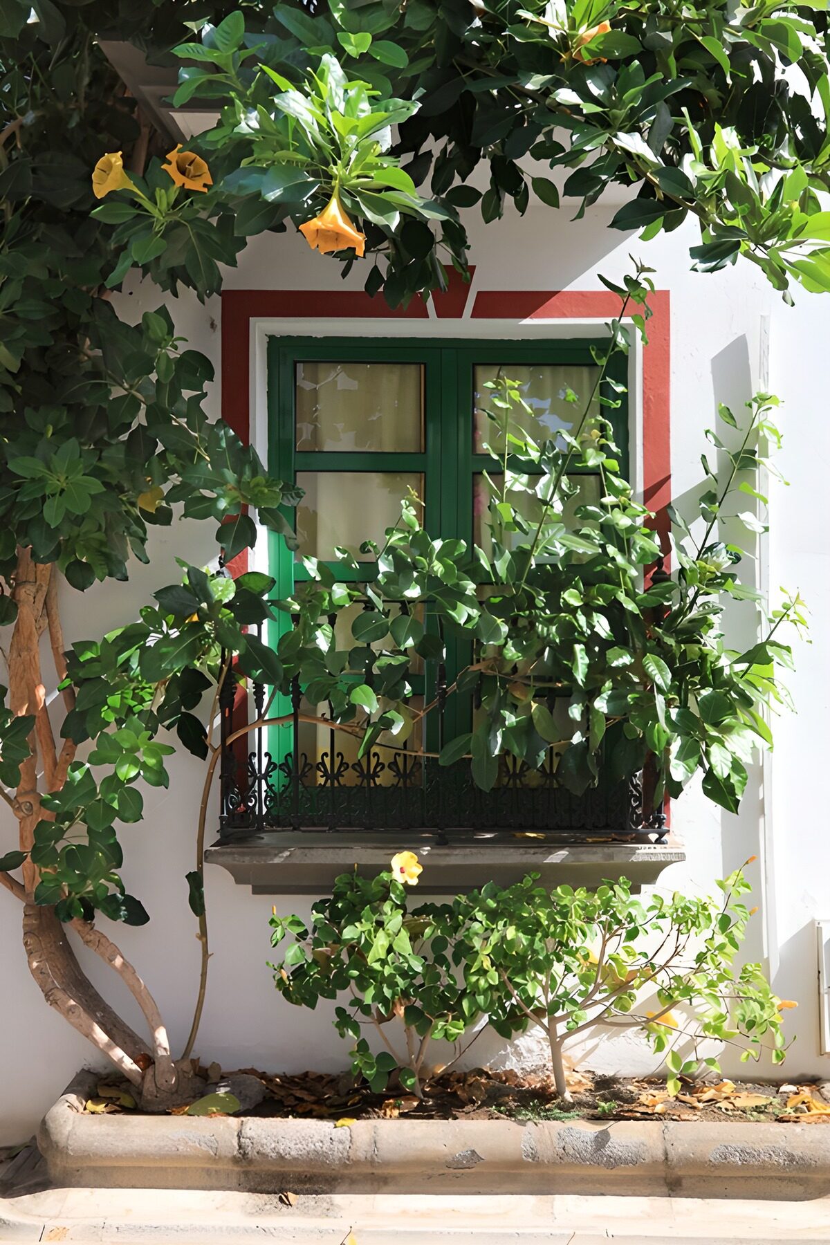 Finestra verde tra fiori gialli al sole