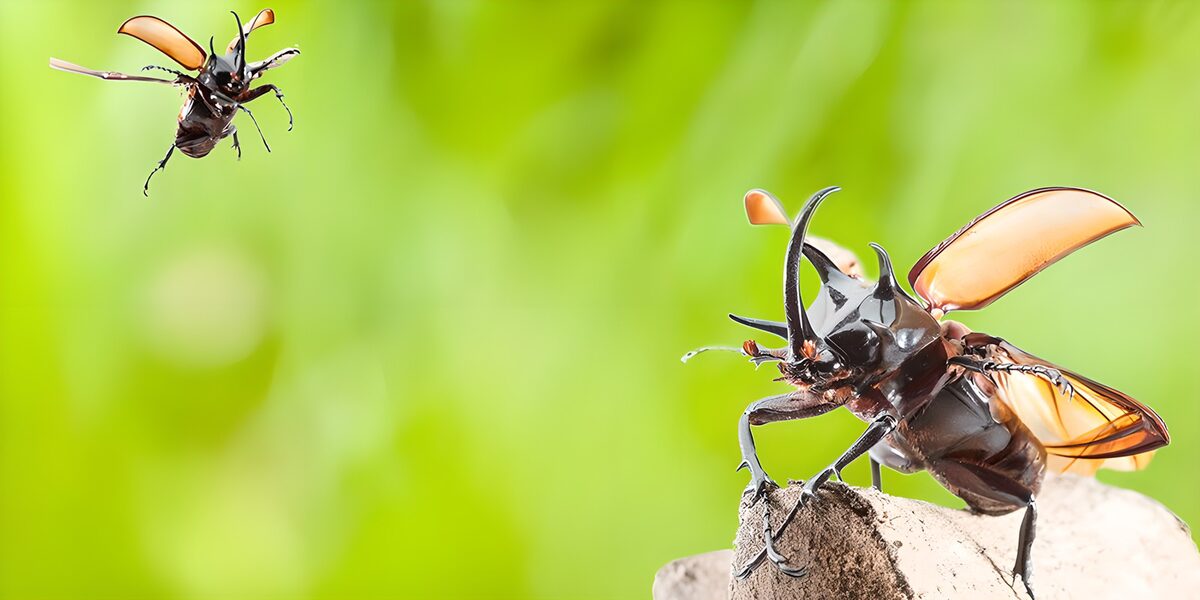 Scarabei rinoceronte tra ramo e volo