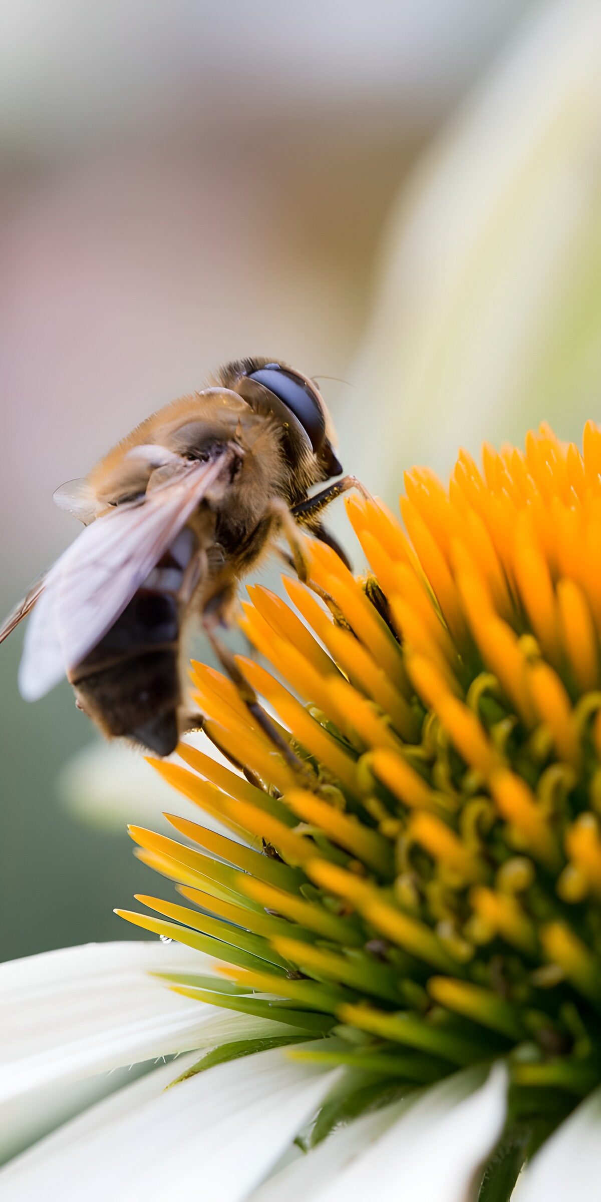 PDGIT4573858: Mosca su echinacea bianca, da vicino