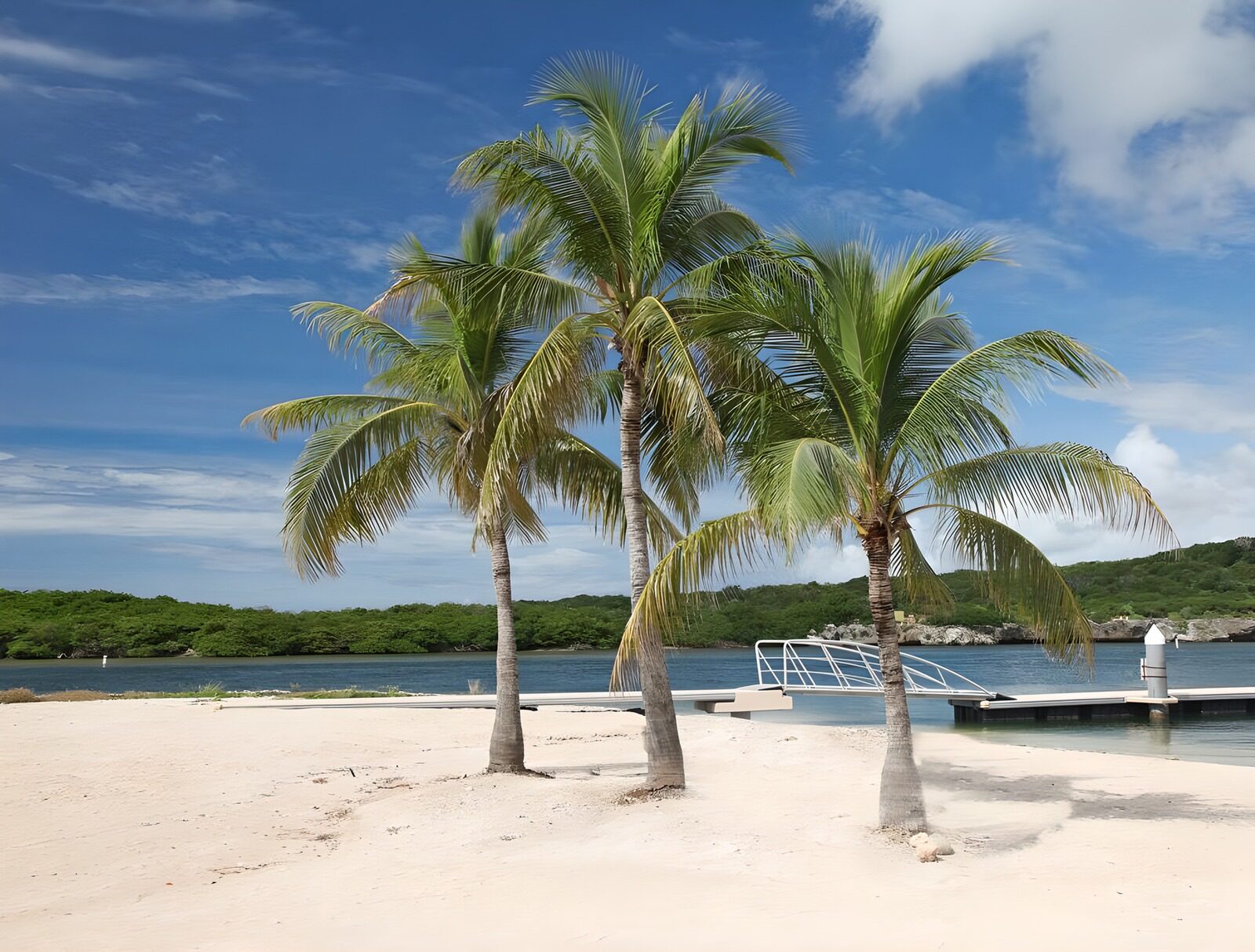 PDGIT4443941: Tre palme sulla spiaggia assolata