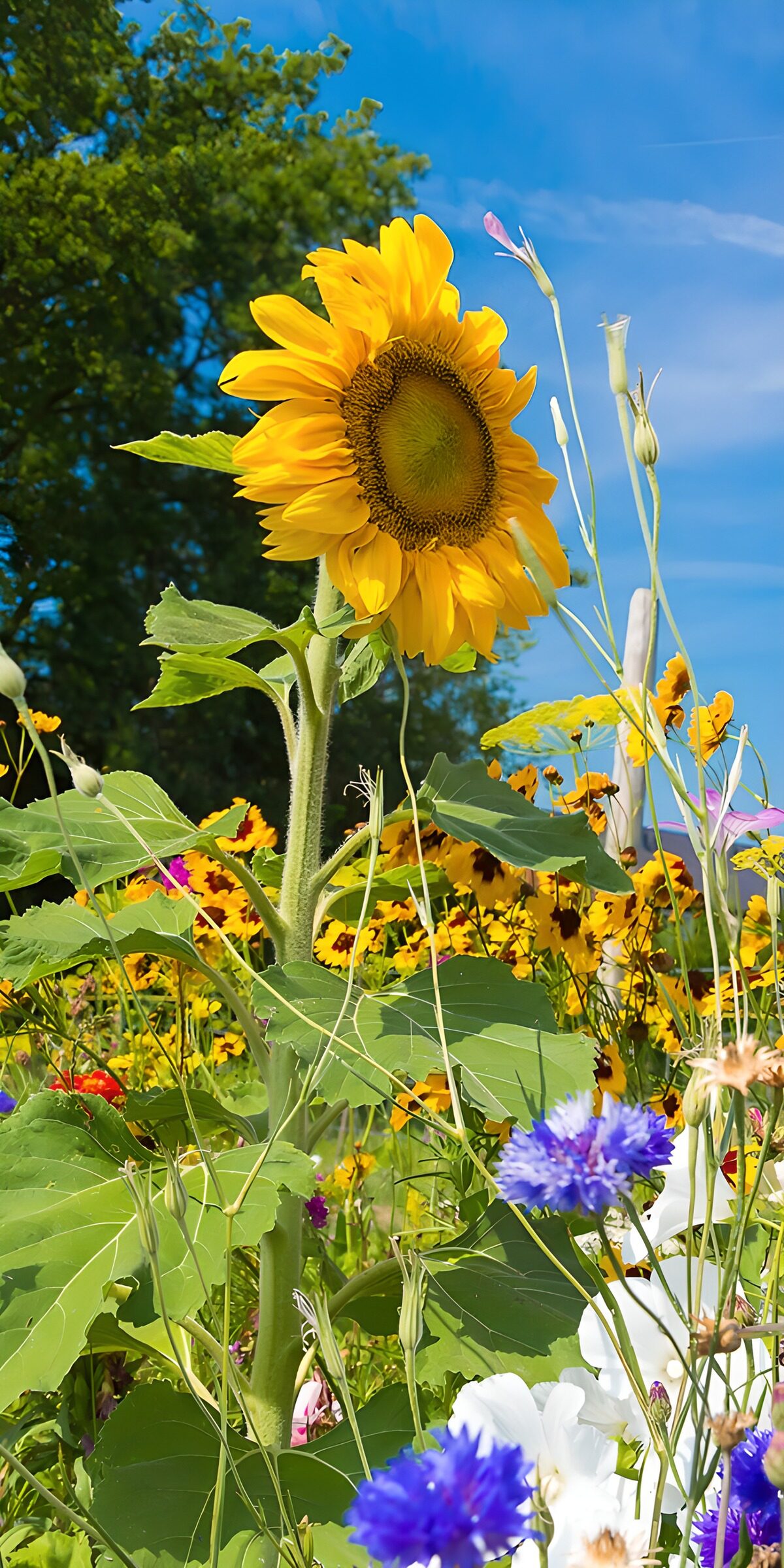 PDGIT8379704: Girasole tra fiori bianchi e viola al sole
