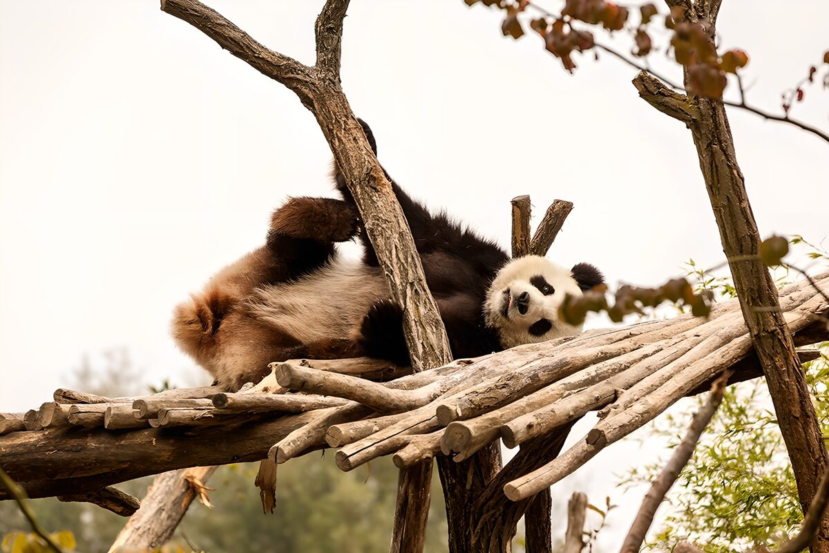 Panda a pancia in su tra i tronchi