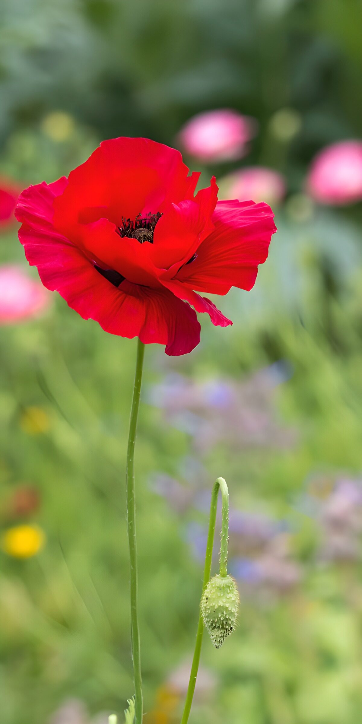 PDGIT5161876: Papavero rosso tra i fiori sfocati