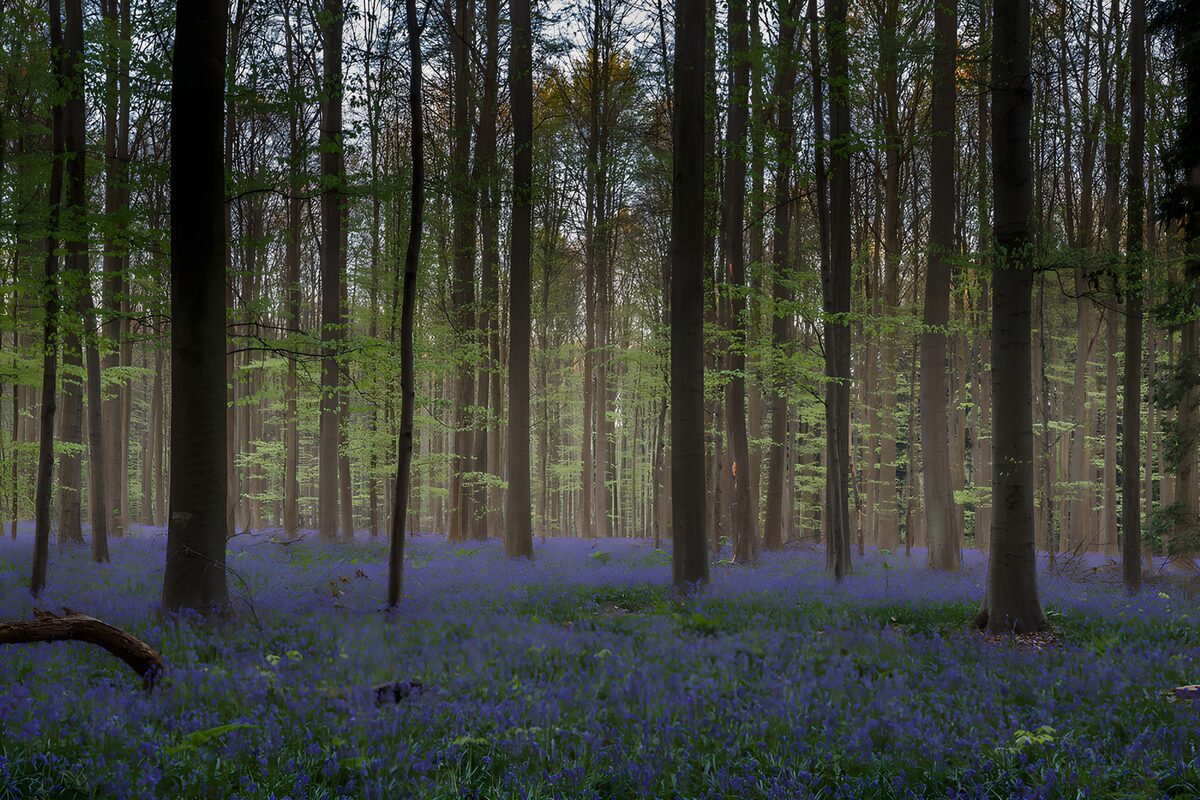 PDGIT6204129: Un cielo di fiori blu ai piedi degli alberi