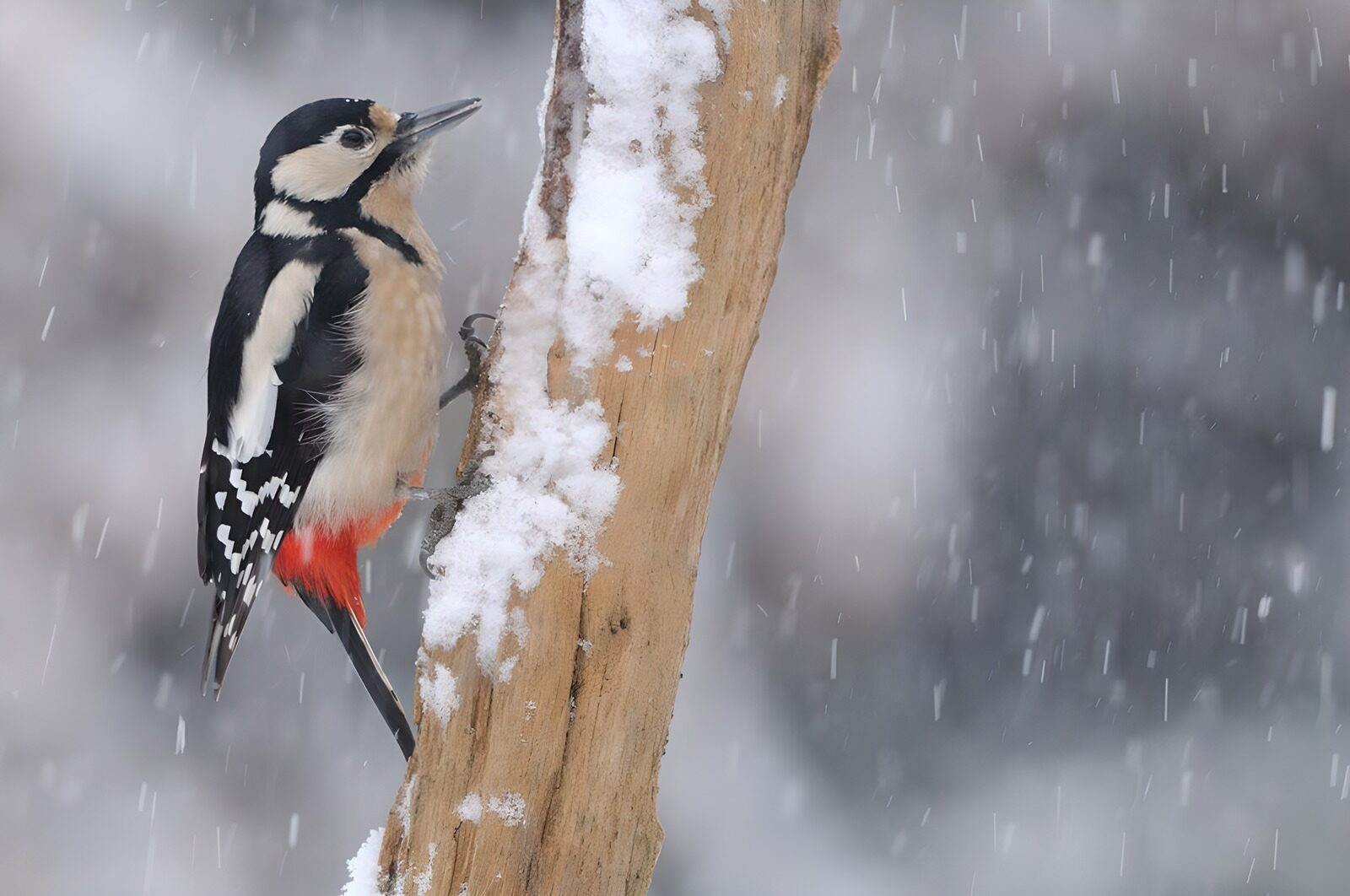 PDGIT2907633: Picchio rosso maggiore sotto la neve