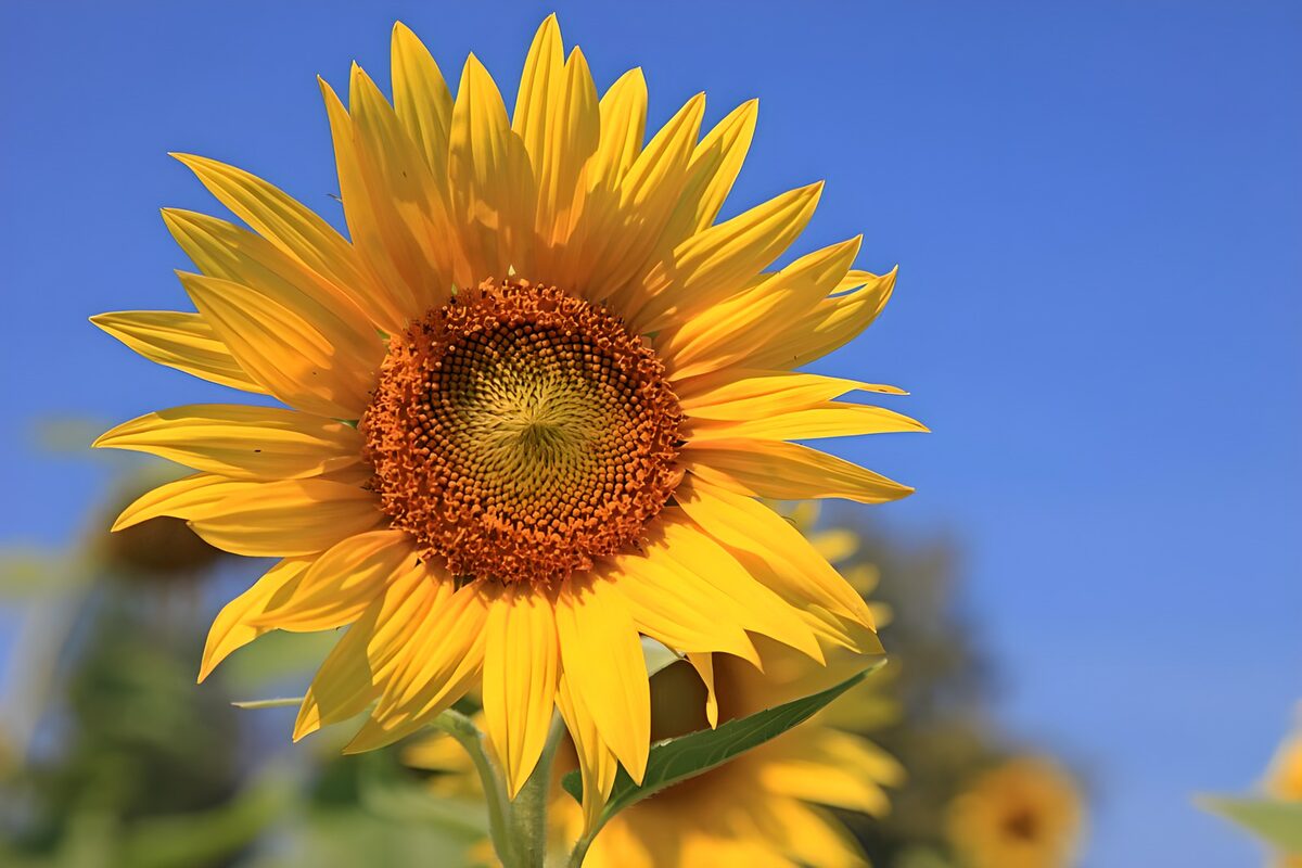 PDGIT8695067: Girasole giallo nel sole d’estate