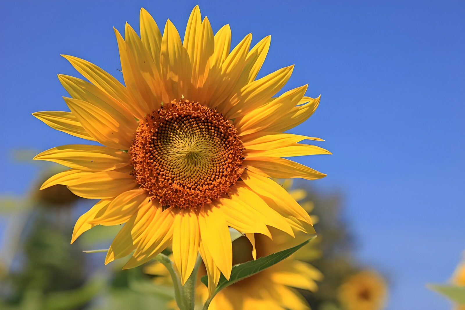 PDGIT8695067: Girasole giallo nel sole d’estate