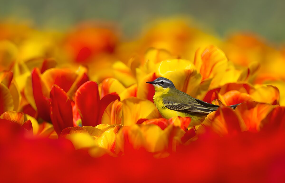 PDGIT7028768: Cutrettola tra tulipani dai colori caldi