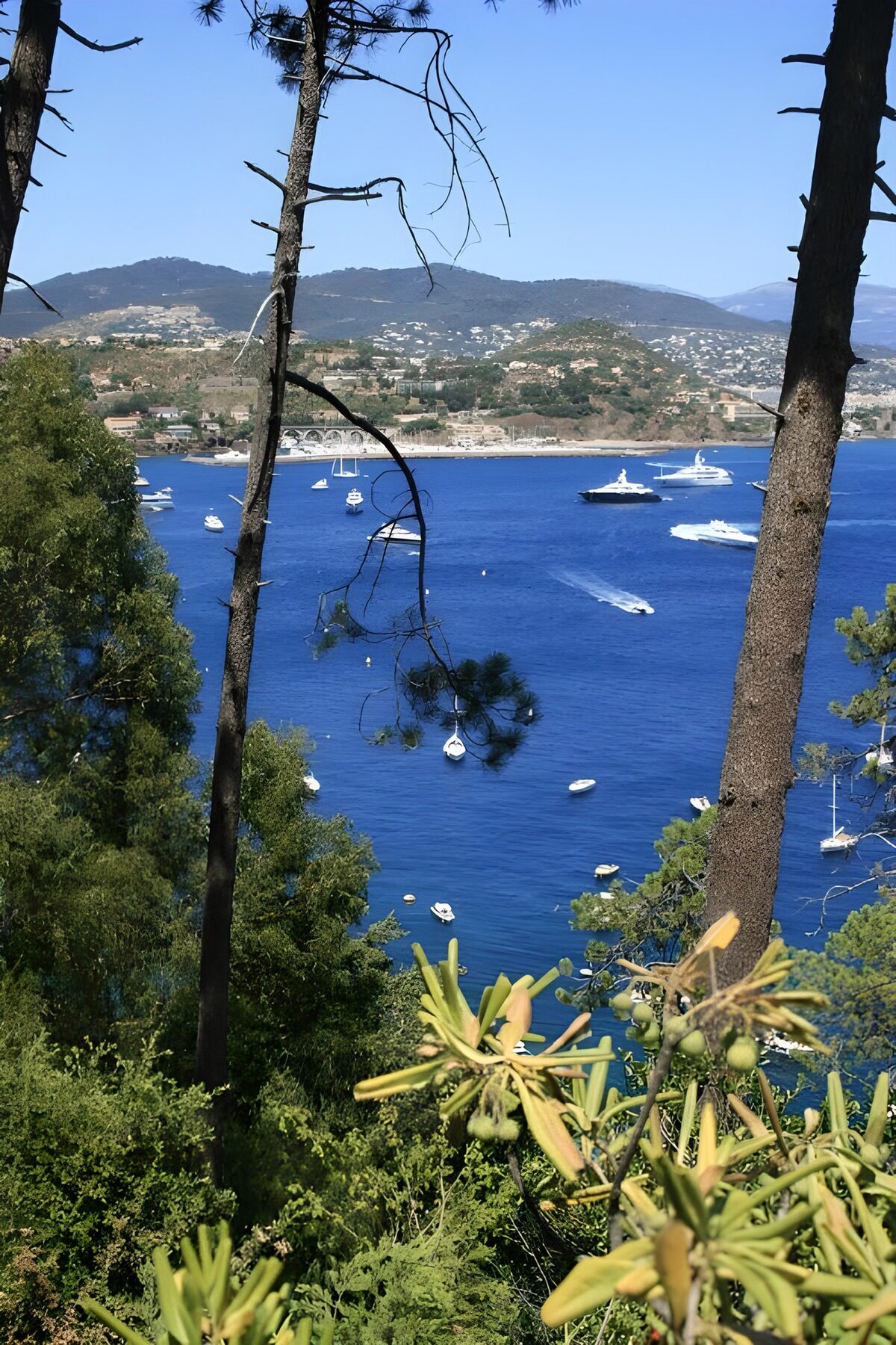 PDGIT3953836: Barche al sole nella baia tra i pini