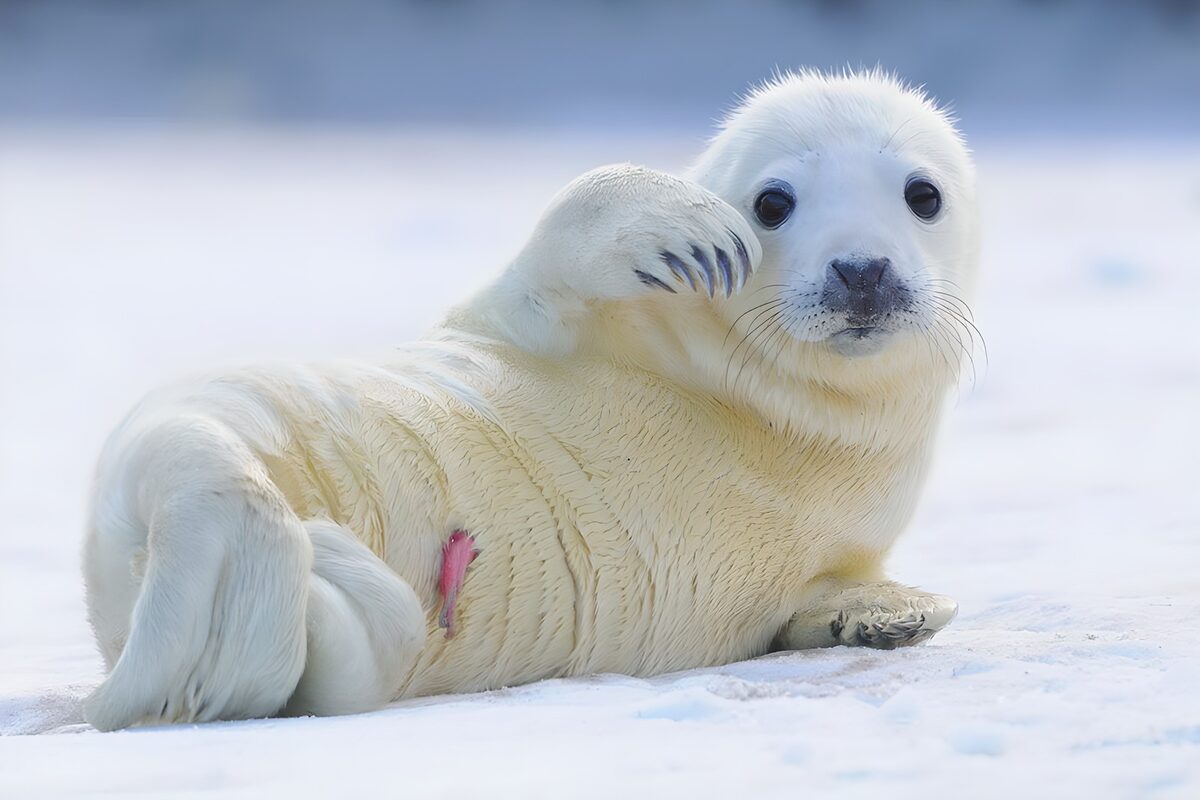 PDGIT8489029: Foca bianca in un abbraccio di neve