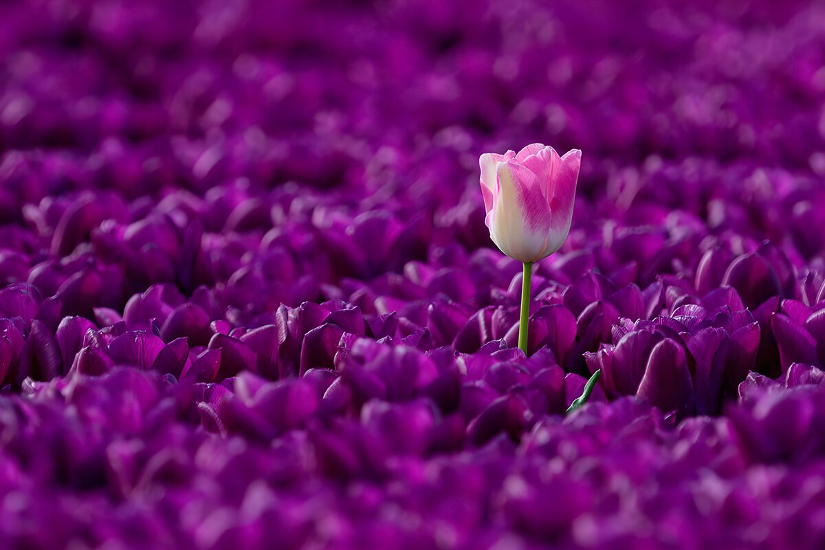 Tulipano rosa e bianco tra i tulipani viola
