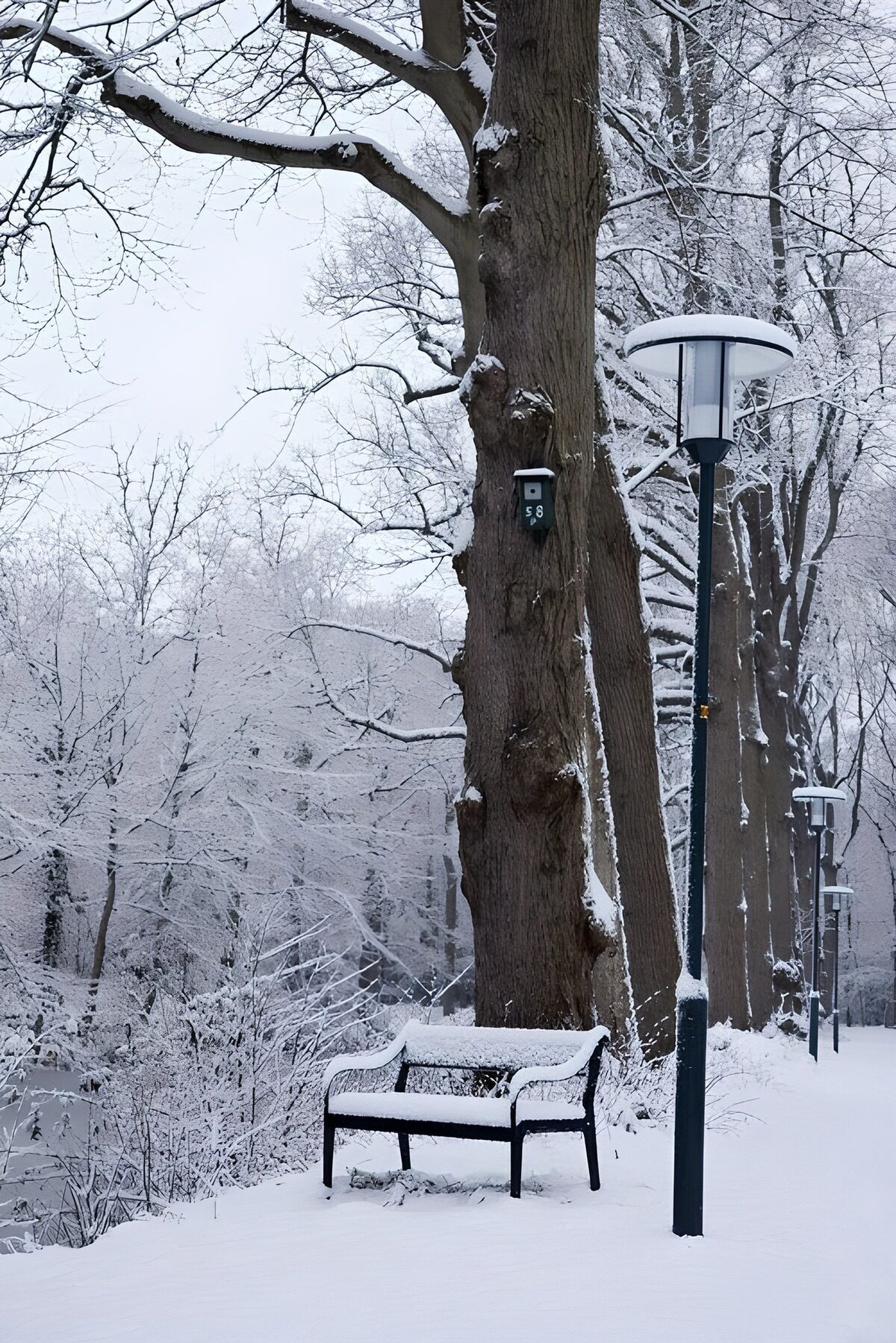 PDGIT1283093: Panchina e lampione nel parco innevato