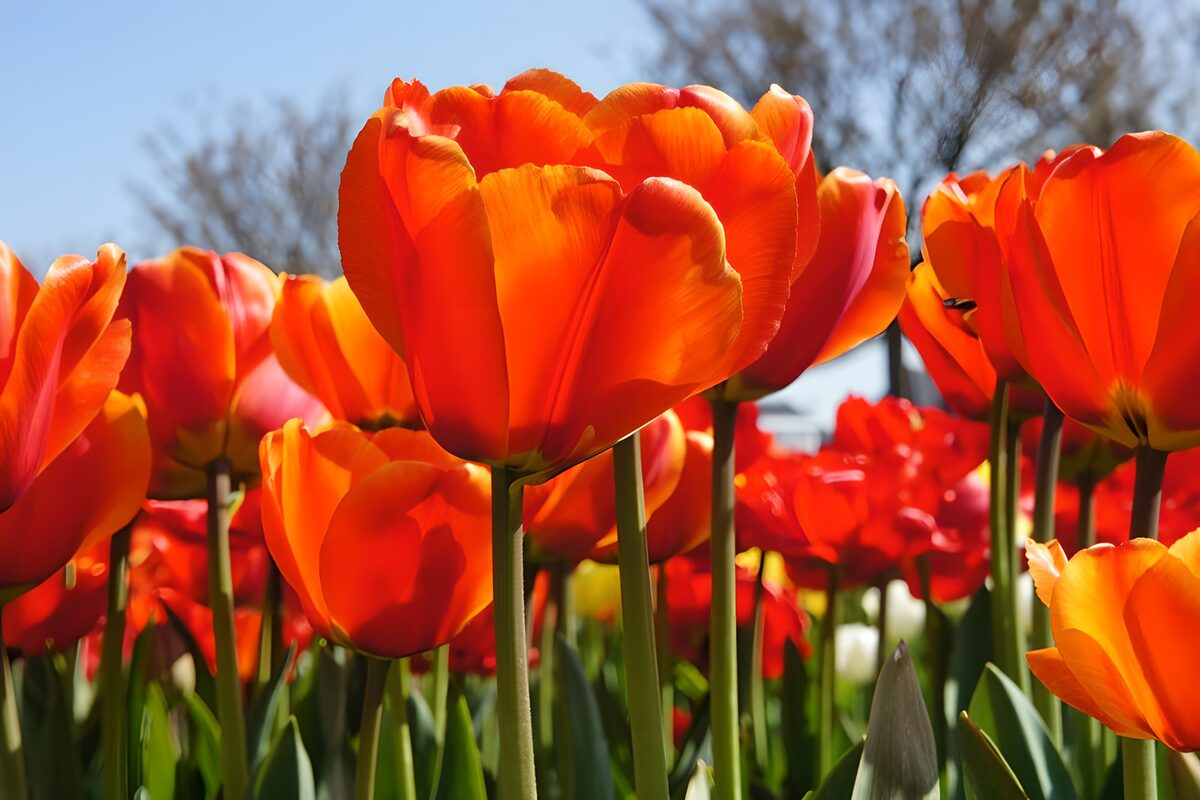 PDGIT4162590: Tulipani arancioni e rossi al sole