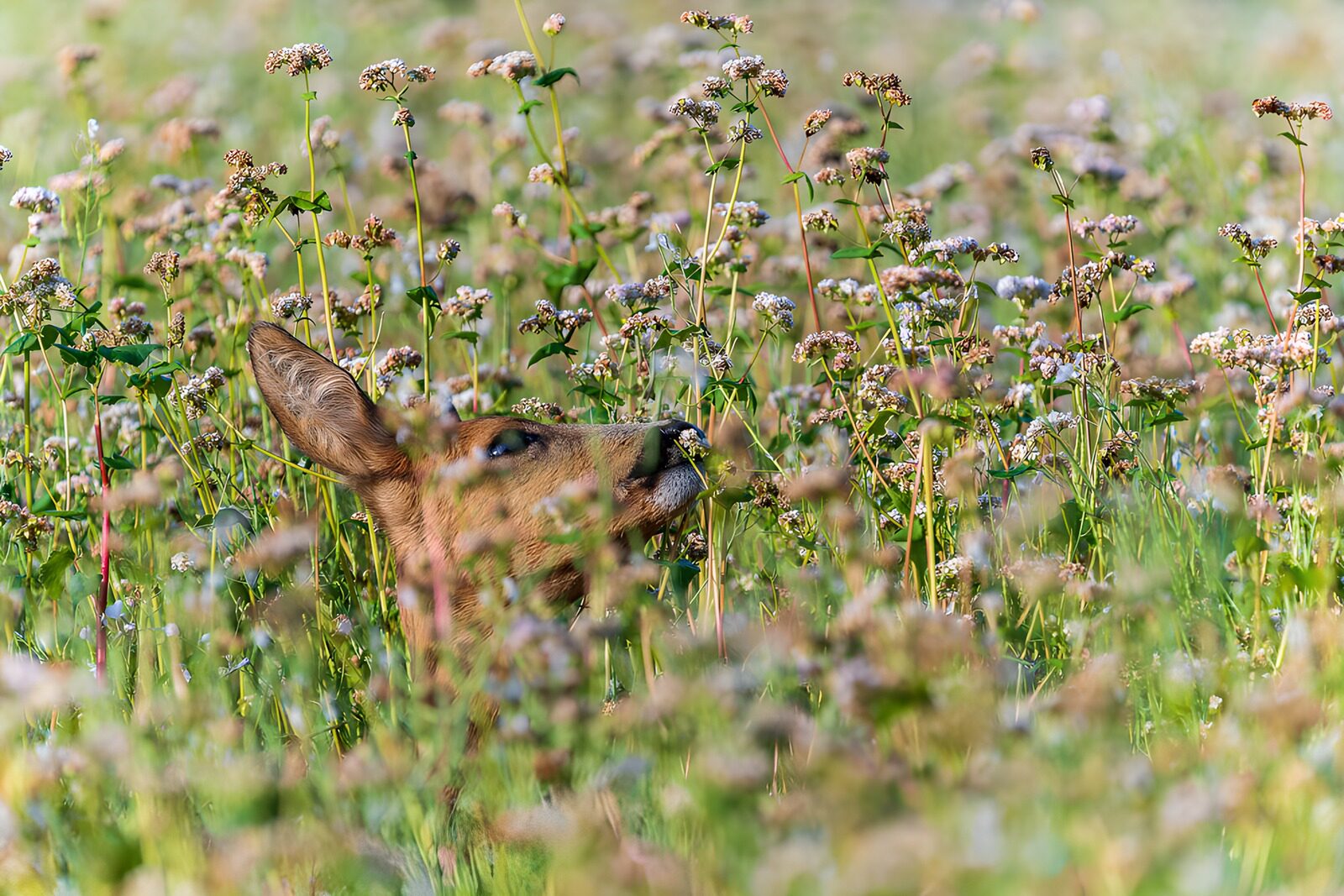 PDGIT6360293: Capriolo nascosto tra i fiori