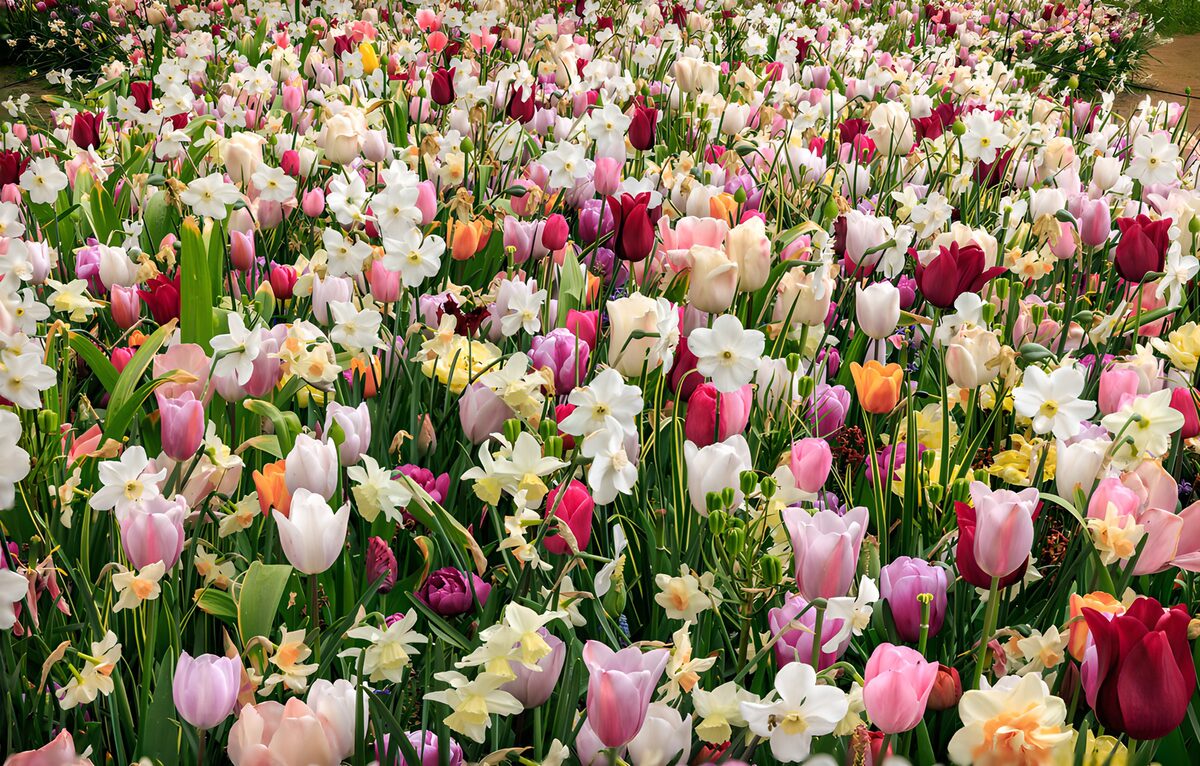 PDGIT7704269: Tulipani e narcisi nell’aiuola al sole