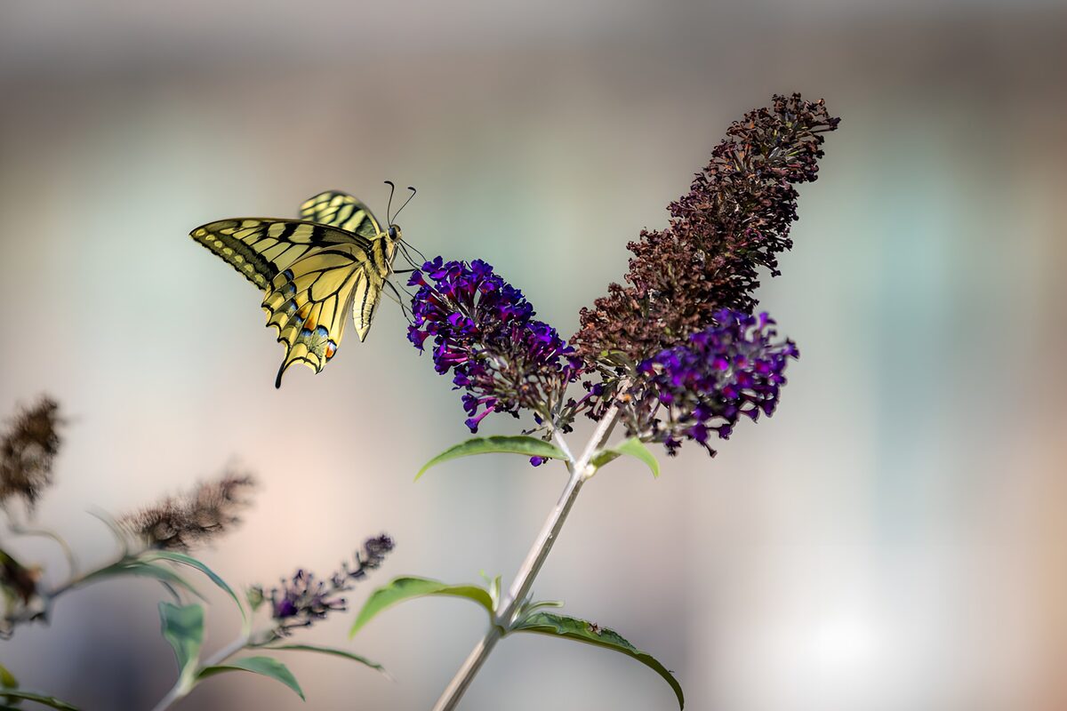 Farfalla gialla e nera sulla buddleja