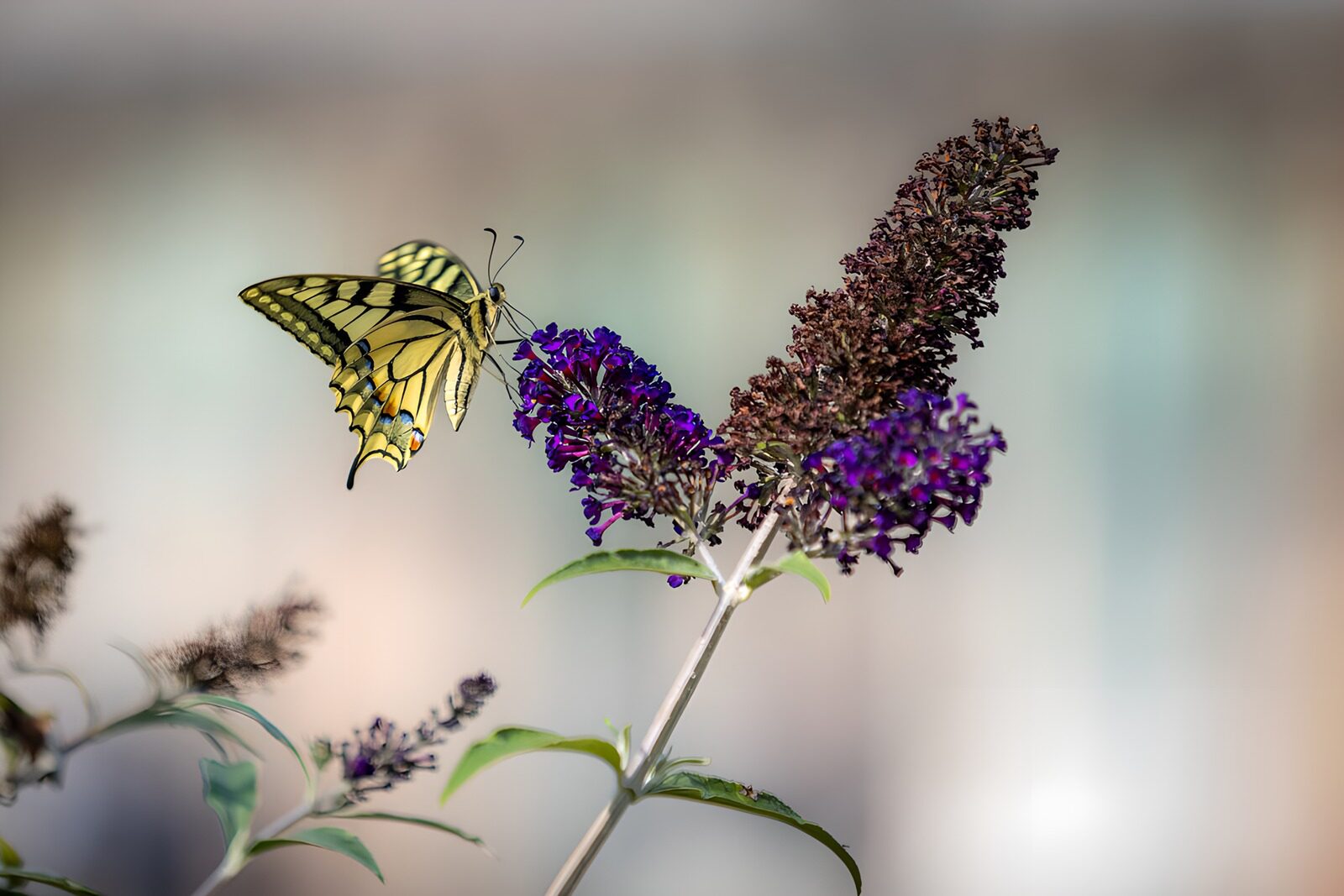 PDGIT9784660: Farfalla gialla e nera sulla buddleja