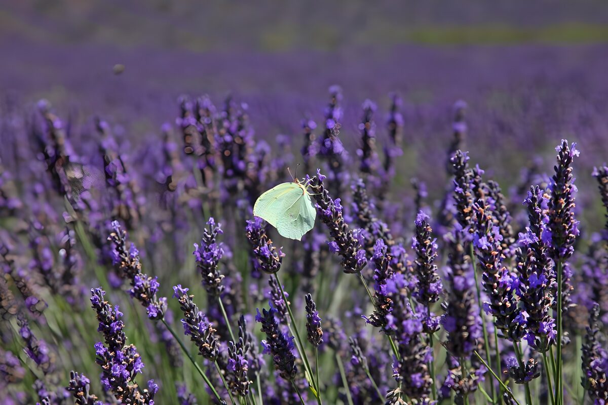 PDGIT6675243: Farfalla giallo-verde su lavanda al sole