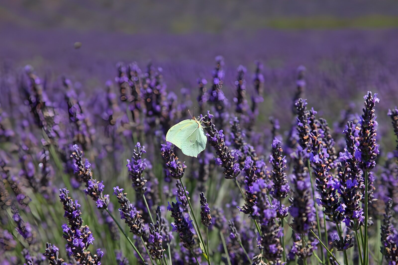 PDGIT6675243: Farfalla giallo-verde su lavanda al sole