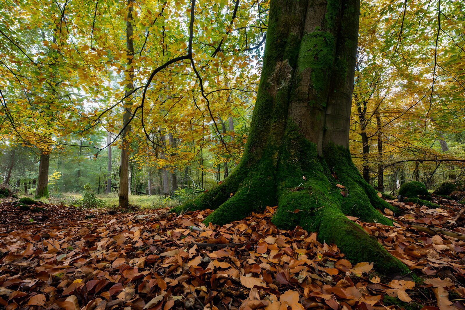 PDGIT8930312: L’autunno si posa sulle radici