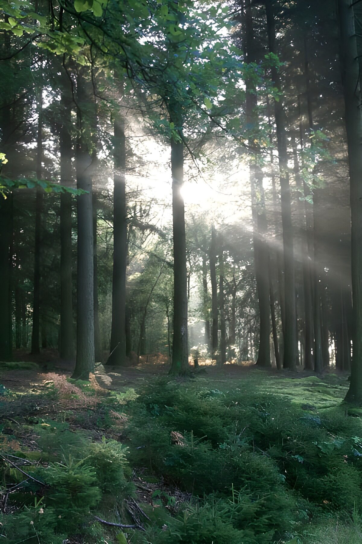 PDGIT6447484: Bosco verde attraversato dai raggi di sole
