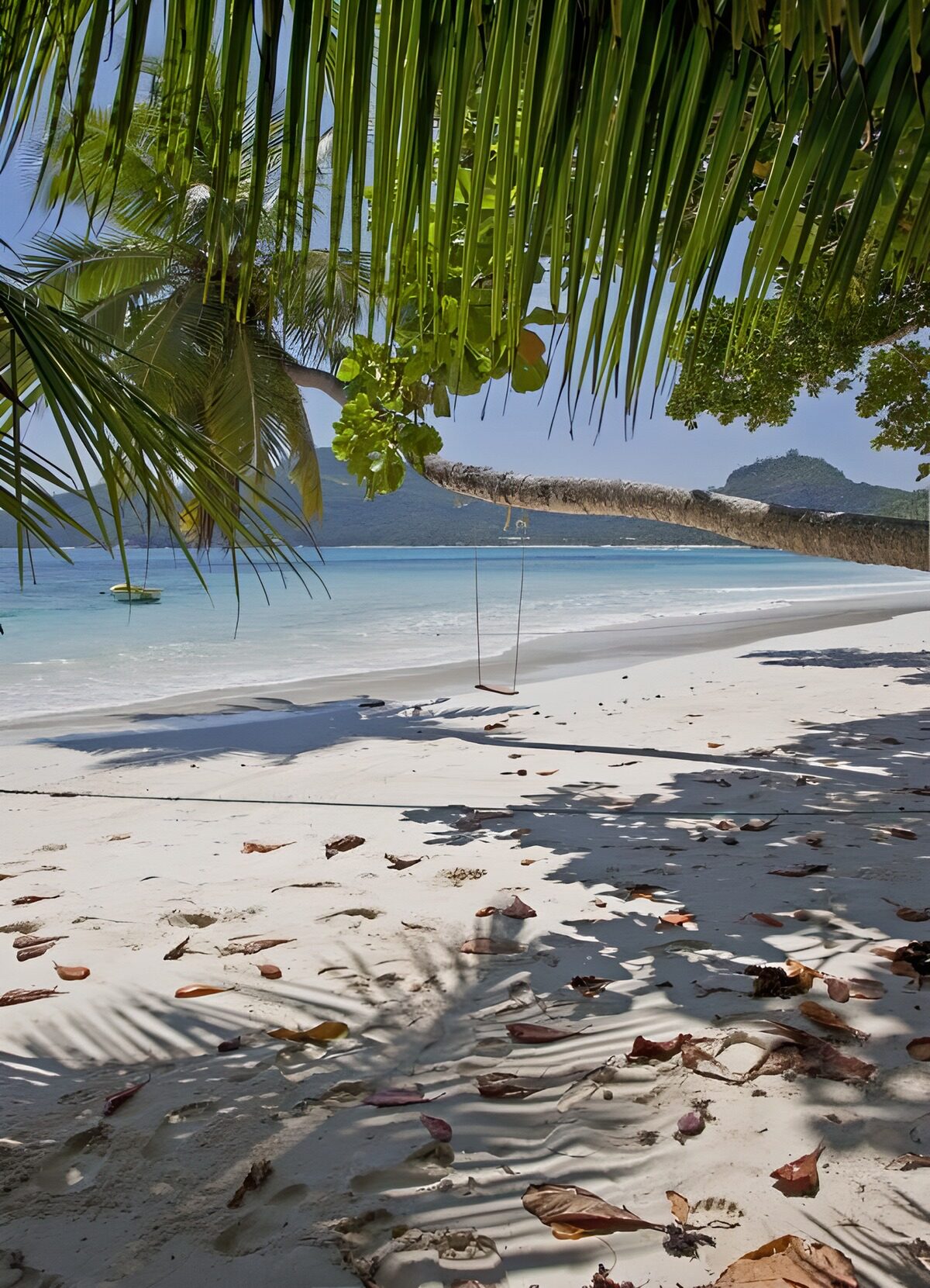 PDGIT3150858: Altalena sulla spiaggia tra le palme