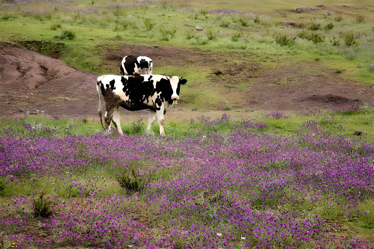 Due mucche in un prato di fiori viola