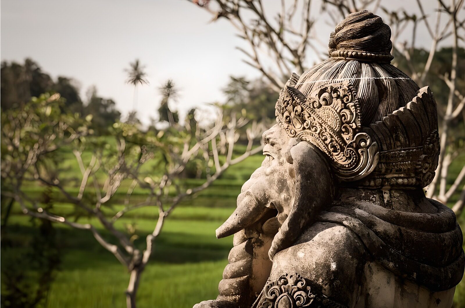 PDGIT7898325: Ganesha in pietra, profilo nella luce