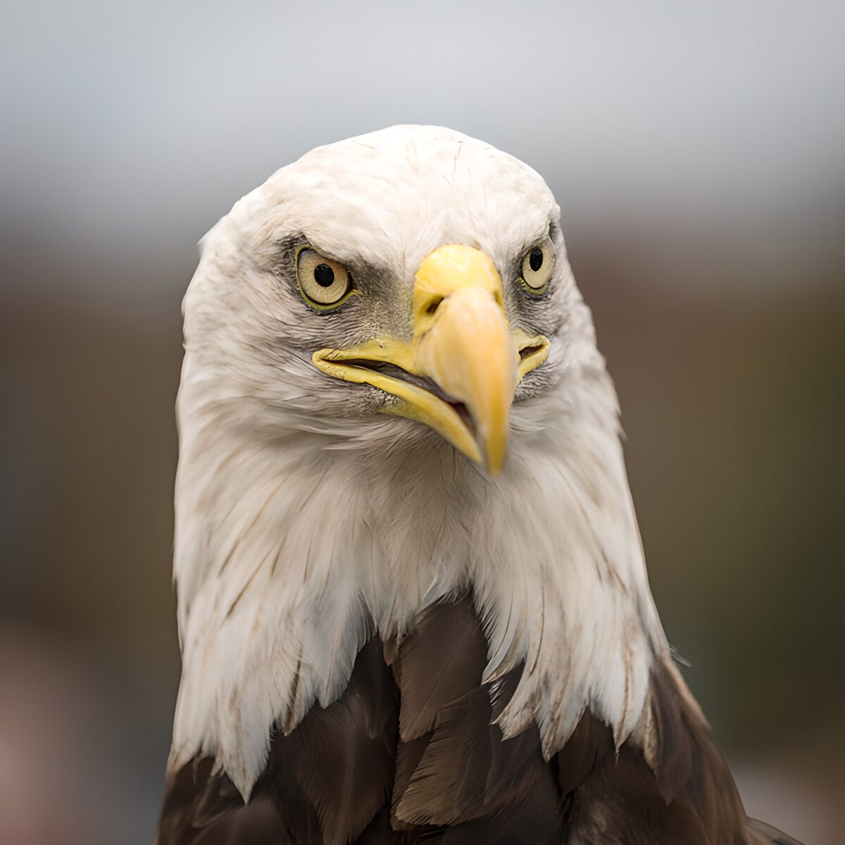PDGIT2435043: Aquila testabianca, ritratto frontale