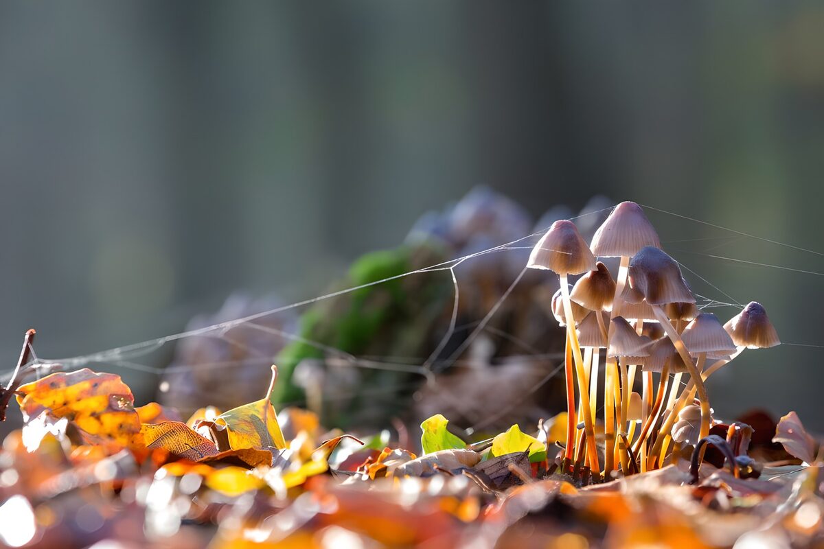 PDGIT9415652: Funghi tra le foglie d’autunno