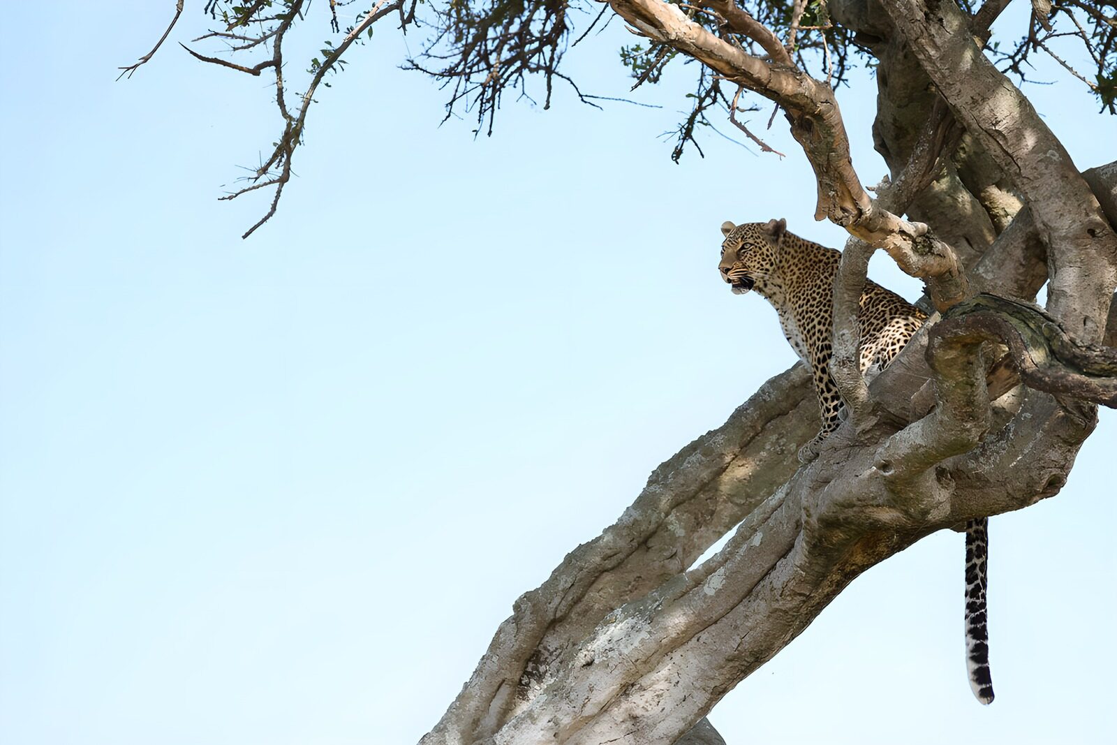 PDGIT3101157: Leopardo sull’albero, sguardo attento