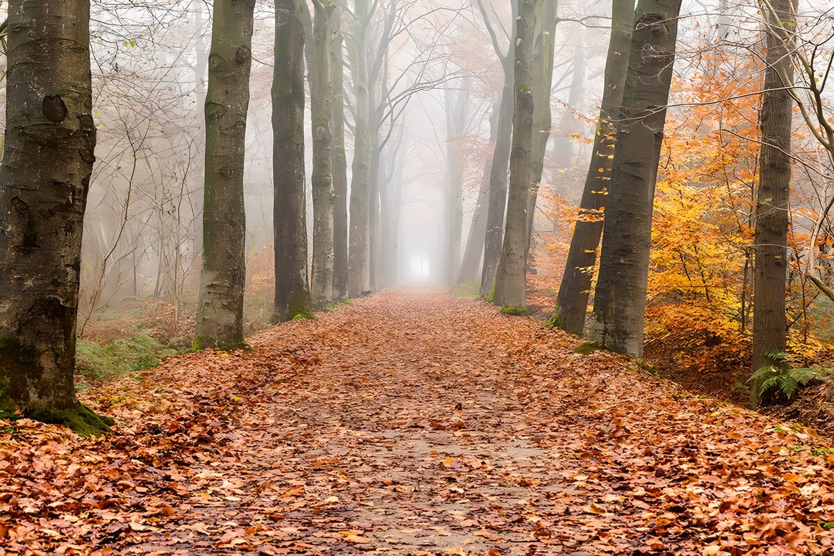 PDGIT7313733: Sentiero d’autunno nella nebbia