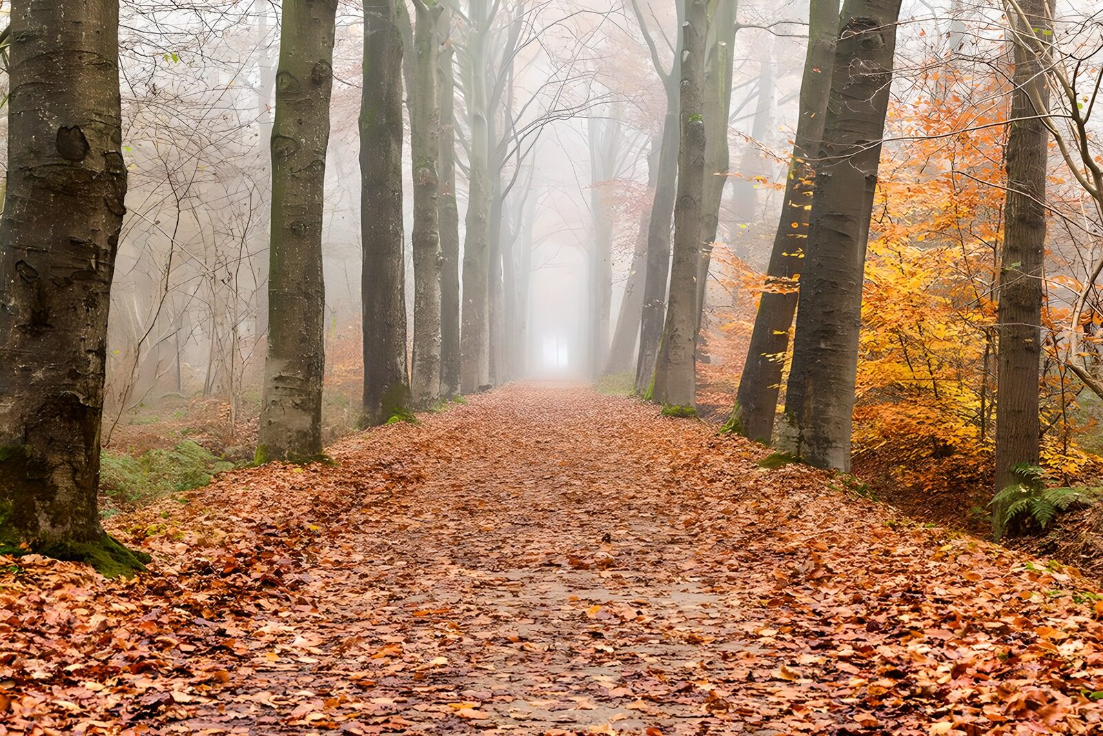 PDGIT7313733: Sentiero d’autunno nella nebbia