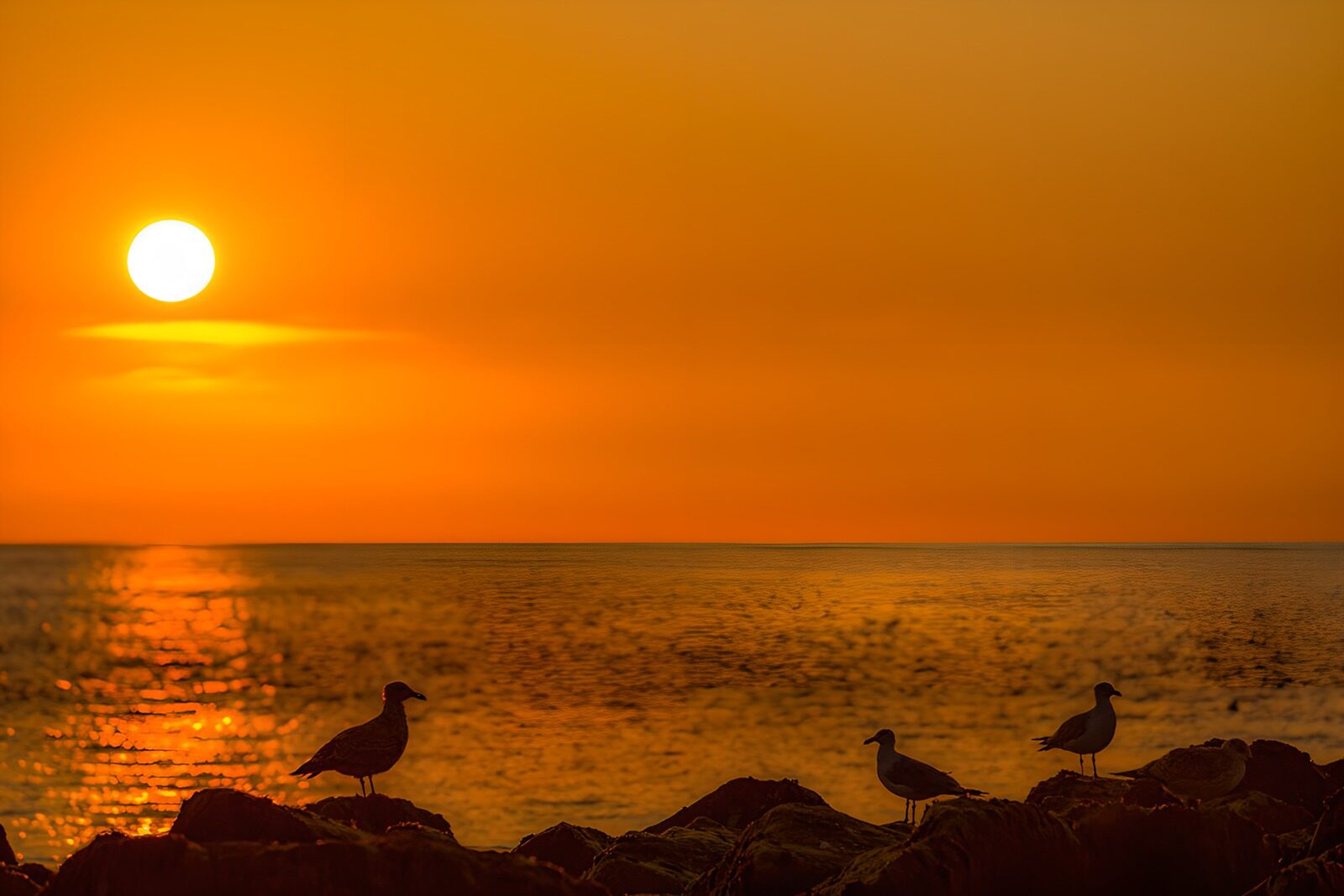 PDGIT4339382: Gabbiani sugli scogli al tramonto