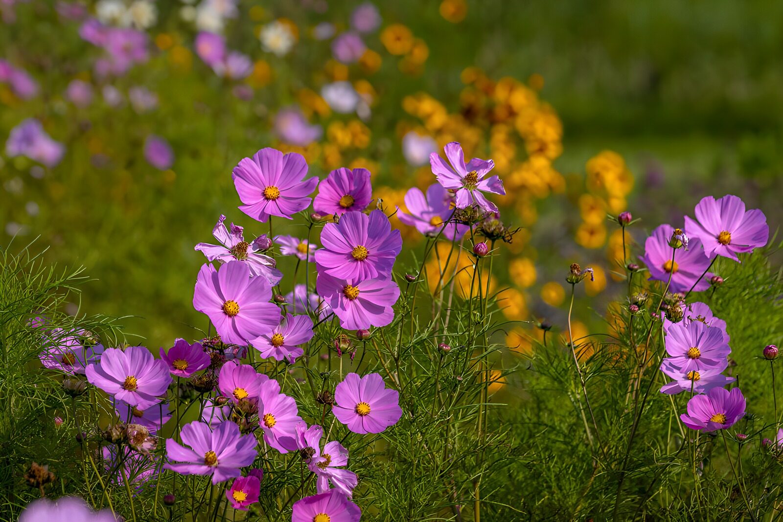 PDGIT3614039: Cosmee rosa e viola al sole