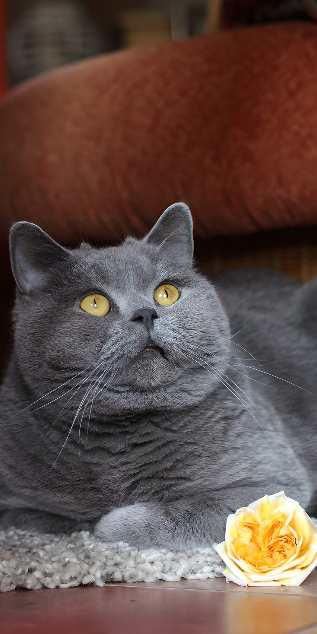 PDGIT6712032: Gatto grigio accanto a una rosa gialla