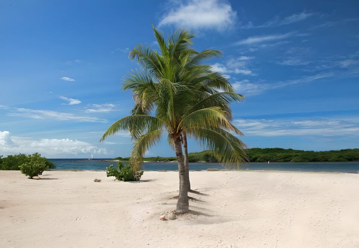 PDGIT1988429: Due palme sulla spiaggia assolata