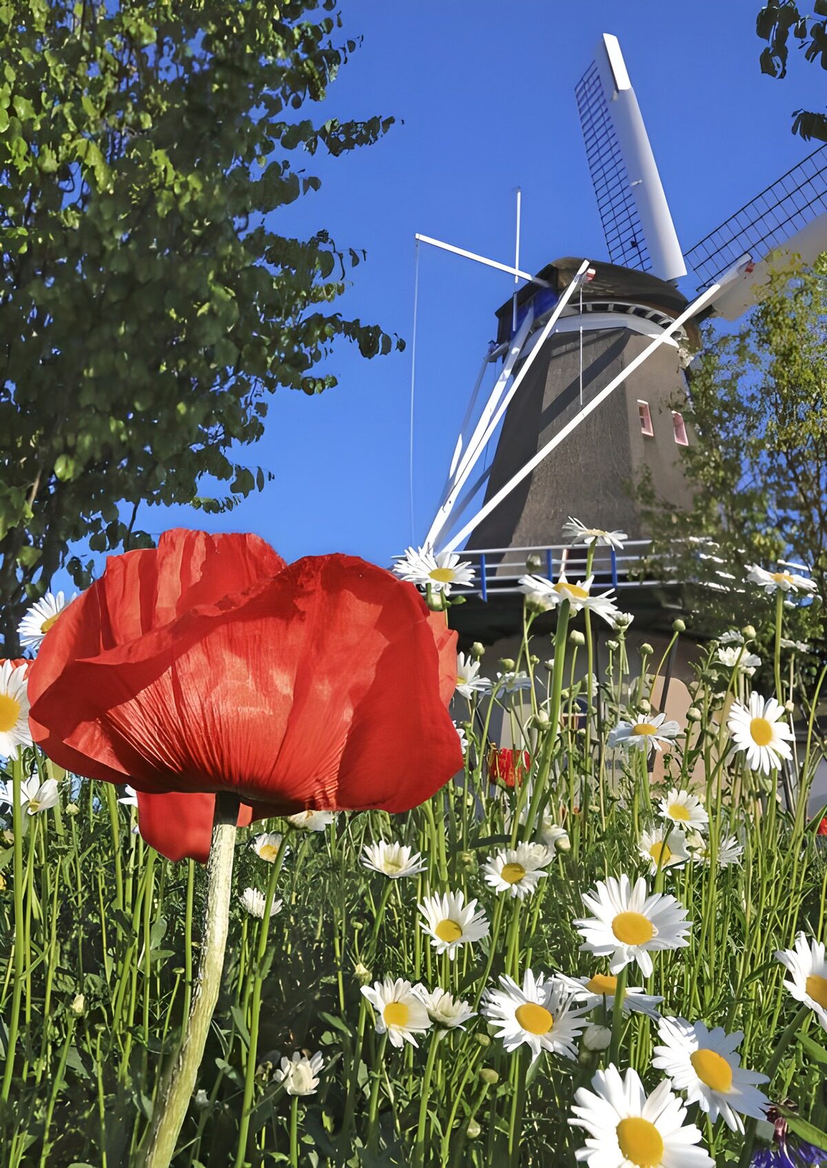 Mulino a vento tra i fiori d’estate