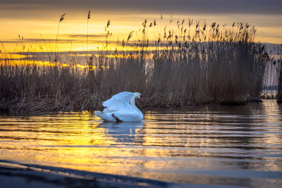 PDGIT9835173: Cigno ad ali alzate al tramonto