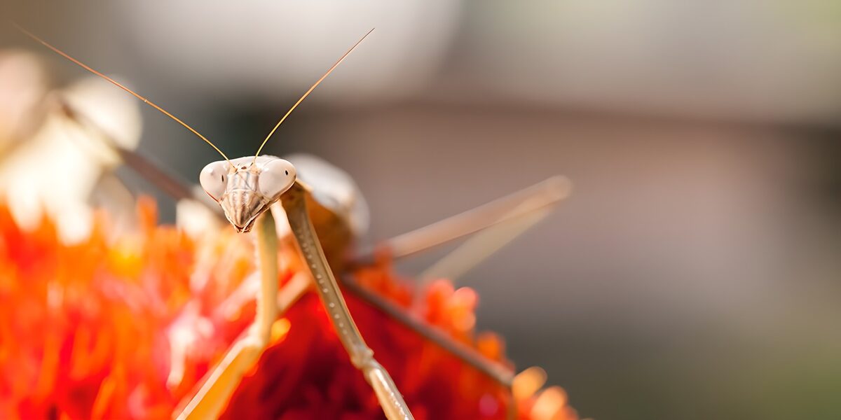 PDGIT3971263: Mantide sul fiore rosso, sguardo attento