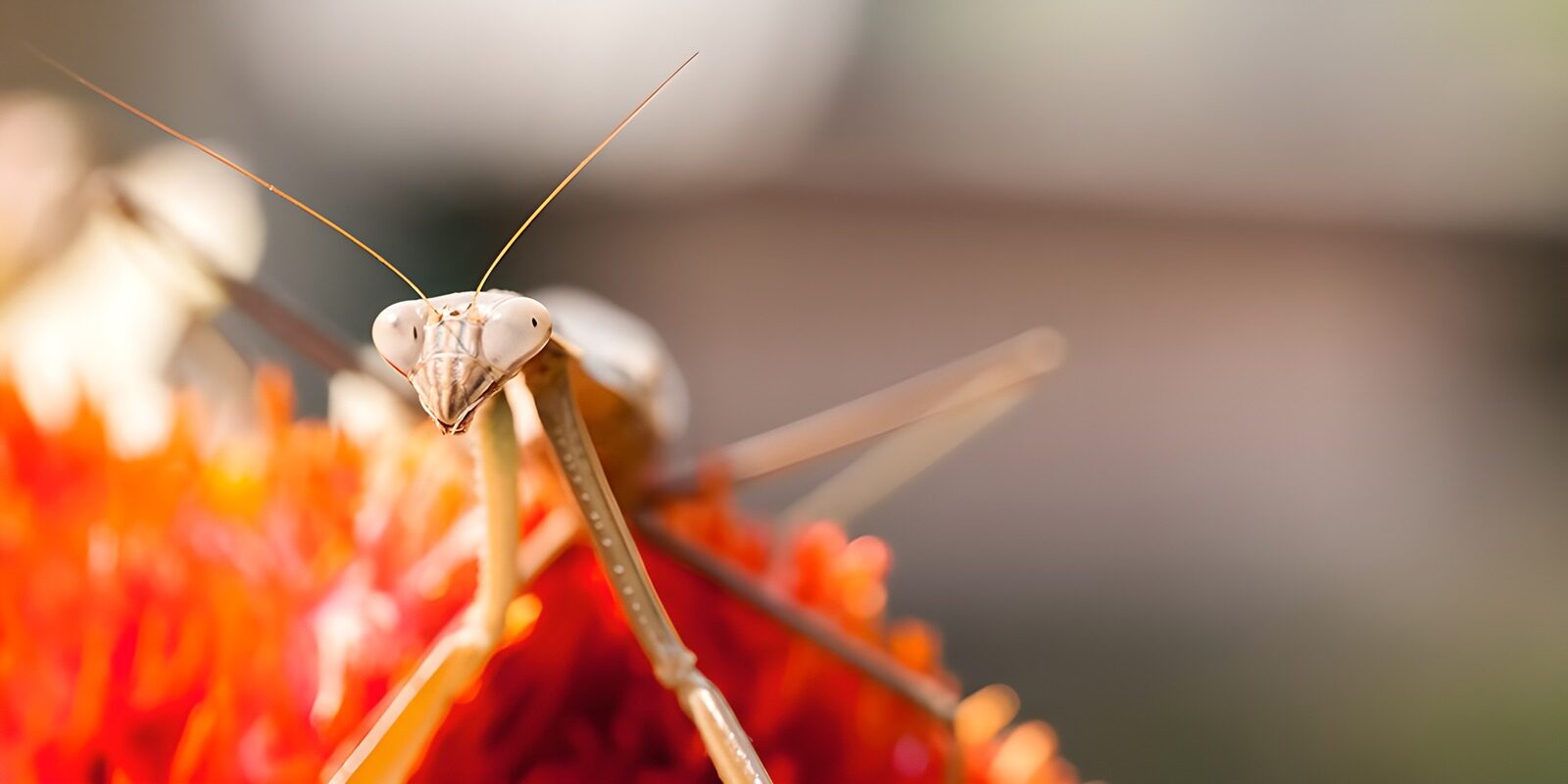 PDGIT3971263: Mantide sul fiore rosso, sguardo attento