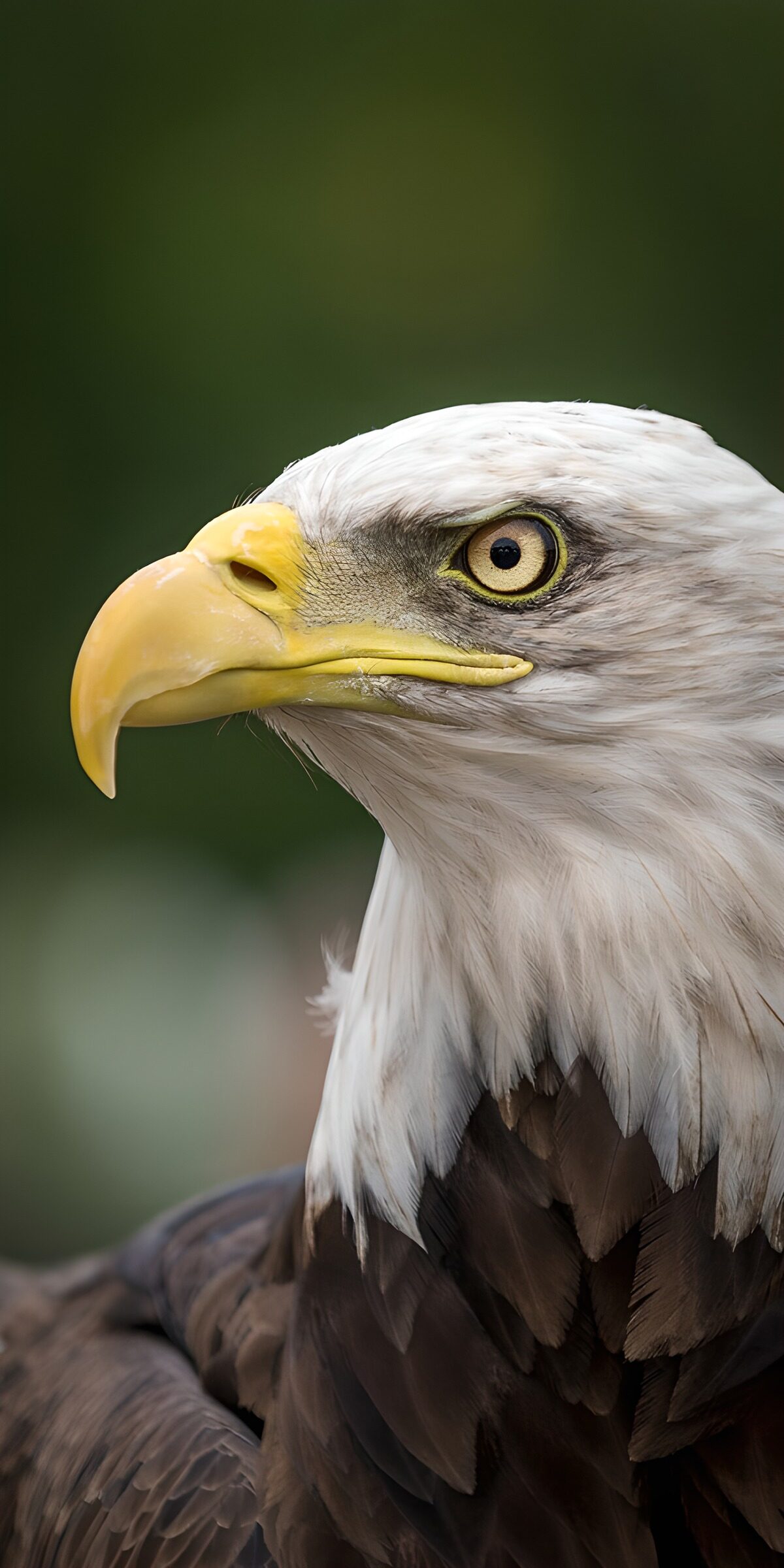 PDGIT5252377: Aquila di mare testabianca in allerta