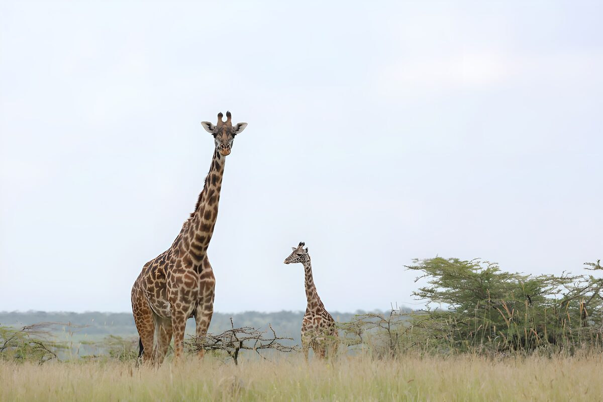 Due giraffe nell’erba alta