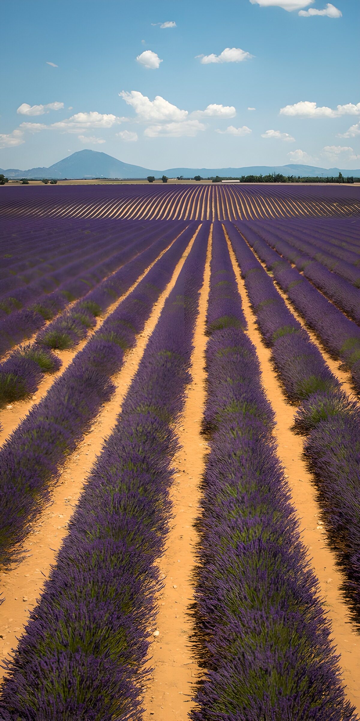 PDGIT7745141: Onde di lavanda ai piedi dei monti