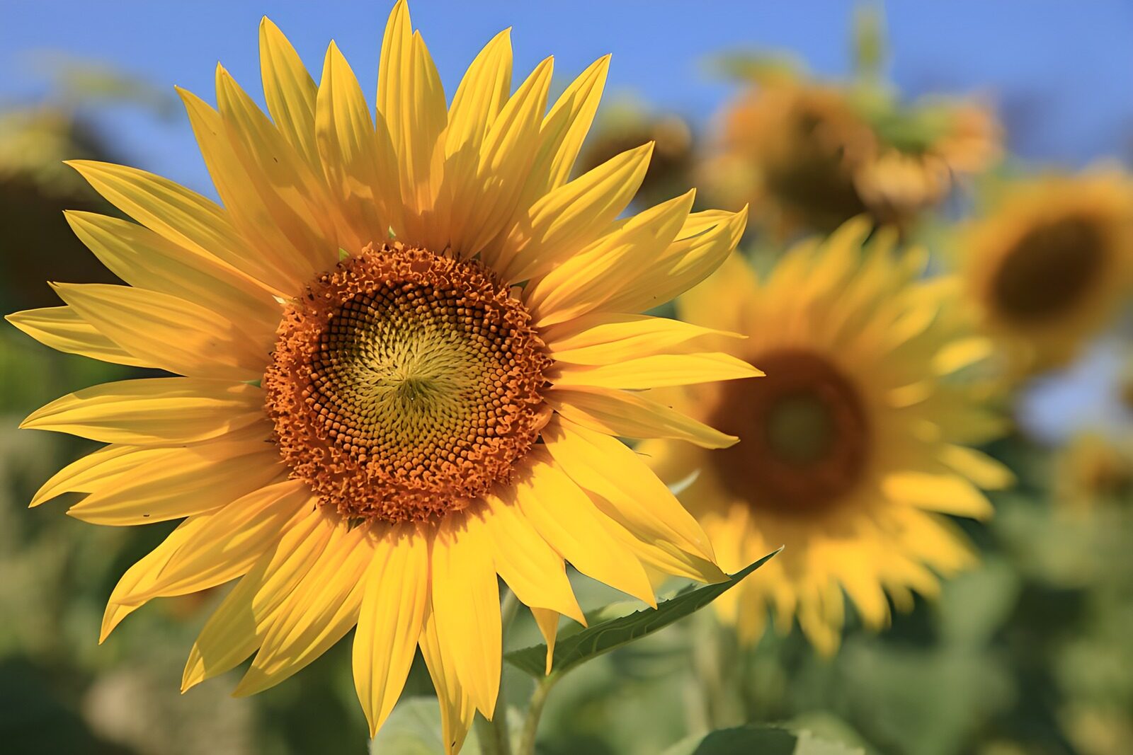 PDGIT9116467: Un girasole raccoglie l’estate