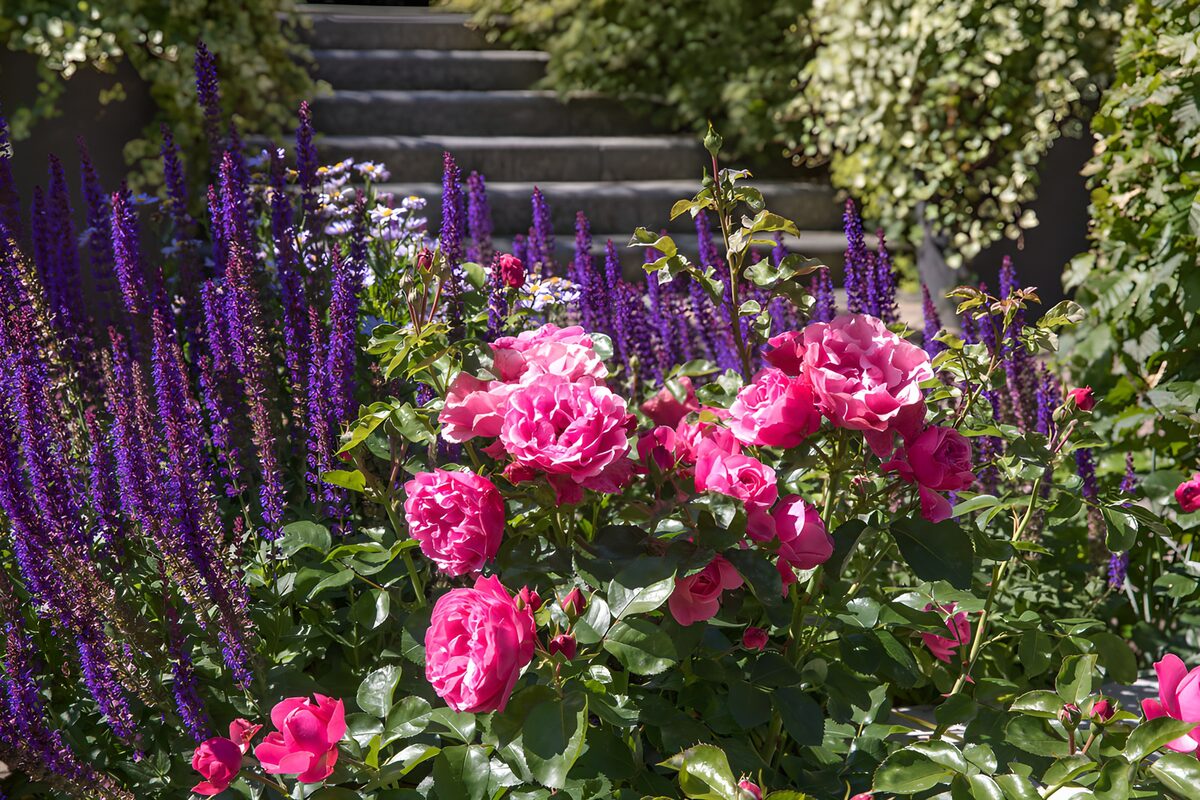 PDGIT3044787: Rose rosa e fiori viola al sole