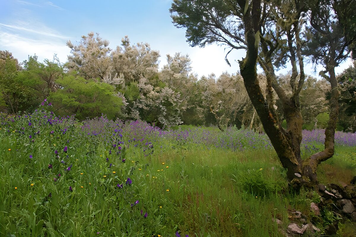 PDGIT6760413: Fiori viola all’ombra del grande albero