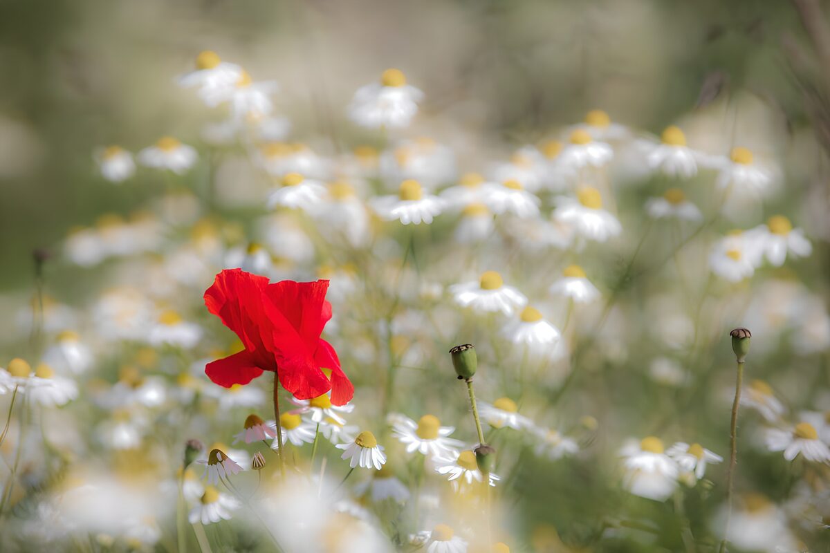 PDGIT9893757: Papavero rosso tra piccoli fiori bianchi