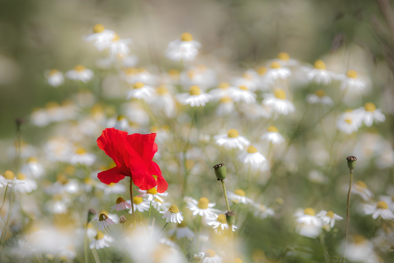 PDGIT9893757: Papavero rosso tra piccoli fiori bianchi